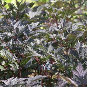 Actaea simplex 'Brunette' (Cimicifuga)