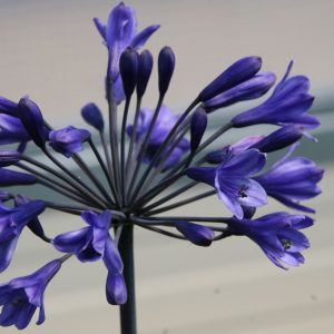 Agapanthus africanus 'Intermedia'