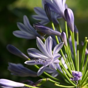 Agapanthus africanus 'Blue Triumphator'