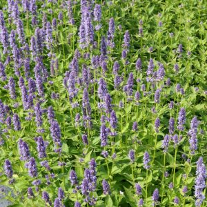 Agastache rugosa 'Blue Fortune'