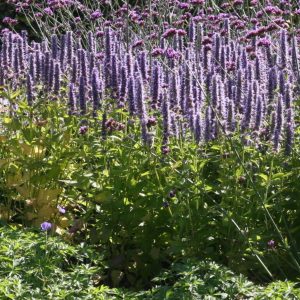 Agastache foeniculum
