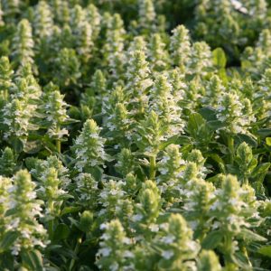 Ajuga Genevensis-Hybr.'Naumburg'