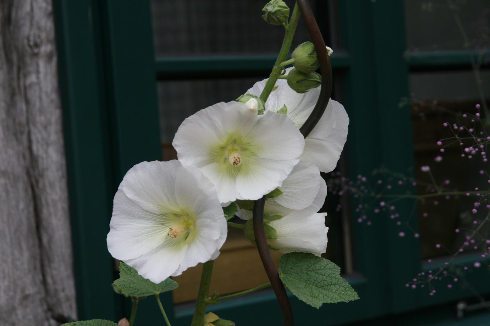 Alcea rosea Spotlight-Series 'Polarstar'