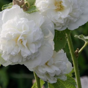 Alcea rosea 'Pleniflora'   weiß