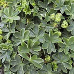 Alchemilla faeroensis ssp. pumila