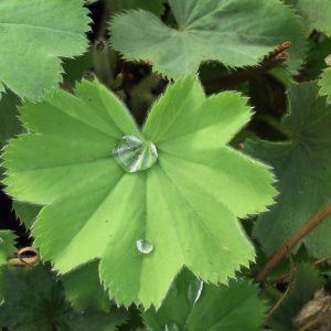Alchemilla mollis