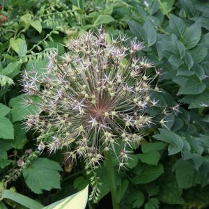 Allium christophii