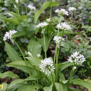 Allium ursinum