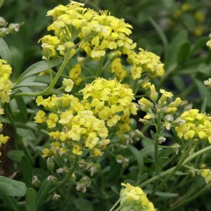 Alyssum montanum 'Berggold'