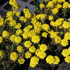 Alyssum montanum 'Luna'