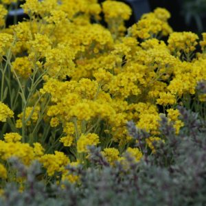 Aurinia saxatilis 'Compactum'