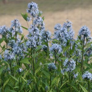 Amsonia orientalis 'Blue Ice' ( Rhazya orient.)