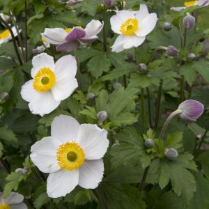 Anemone x cult. 'Elfin Swan' -R-