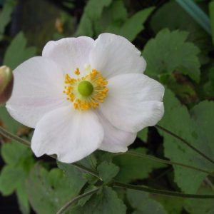 Anemone japonica 'Honorine Jobert'