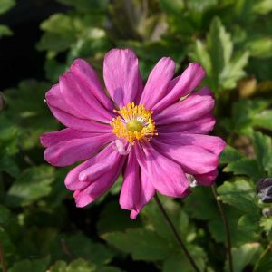 Anemone japonica 'Prinz Heinrich'