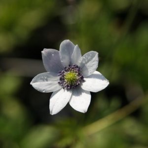 Anemone leveillei
