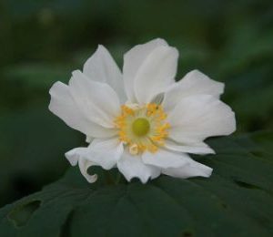 Anemone japonica 'Wirbelwind'