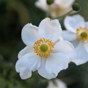 Anemone japonica 'Andrea Atkinson