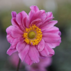 Anemone japonica 'Pamina'