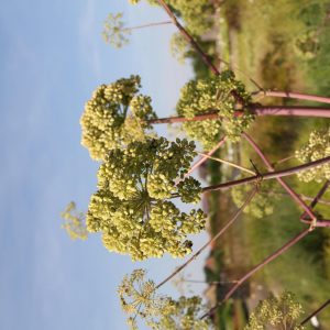 Angelica archangelica