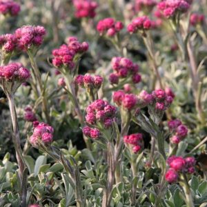 Antennaria dioica 'Rotes Wunder'