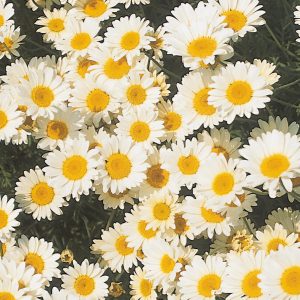 Anthemis tinctoria 'Sauce Hollandaise'