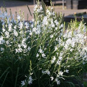 Anthericum ramosum