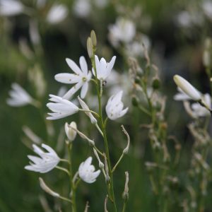 Anthericum liliago