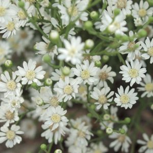 Solidago ptarmicoides 'Major' (Aster)