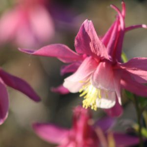 Aquilegia 'Spring Magic Rose + White'