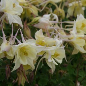 Aquilegia 'Spring Magic Gelb