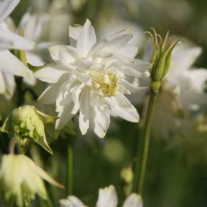 Aquilegia vulgaris 'Green Apple'