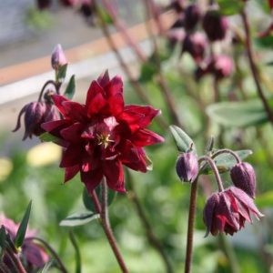 Aquilegia vulgaris 'Plena Ruby Port'