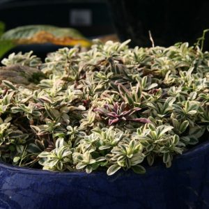 Arabis ferdinandi-coburgi 'Variegata'