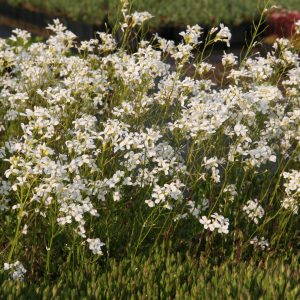 Arabis procurrens 'Filigran'