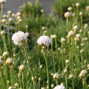Armeria maritima 'Alba'