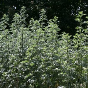 Artemisia absinthium