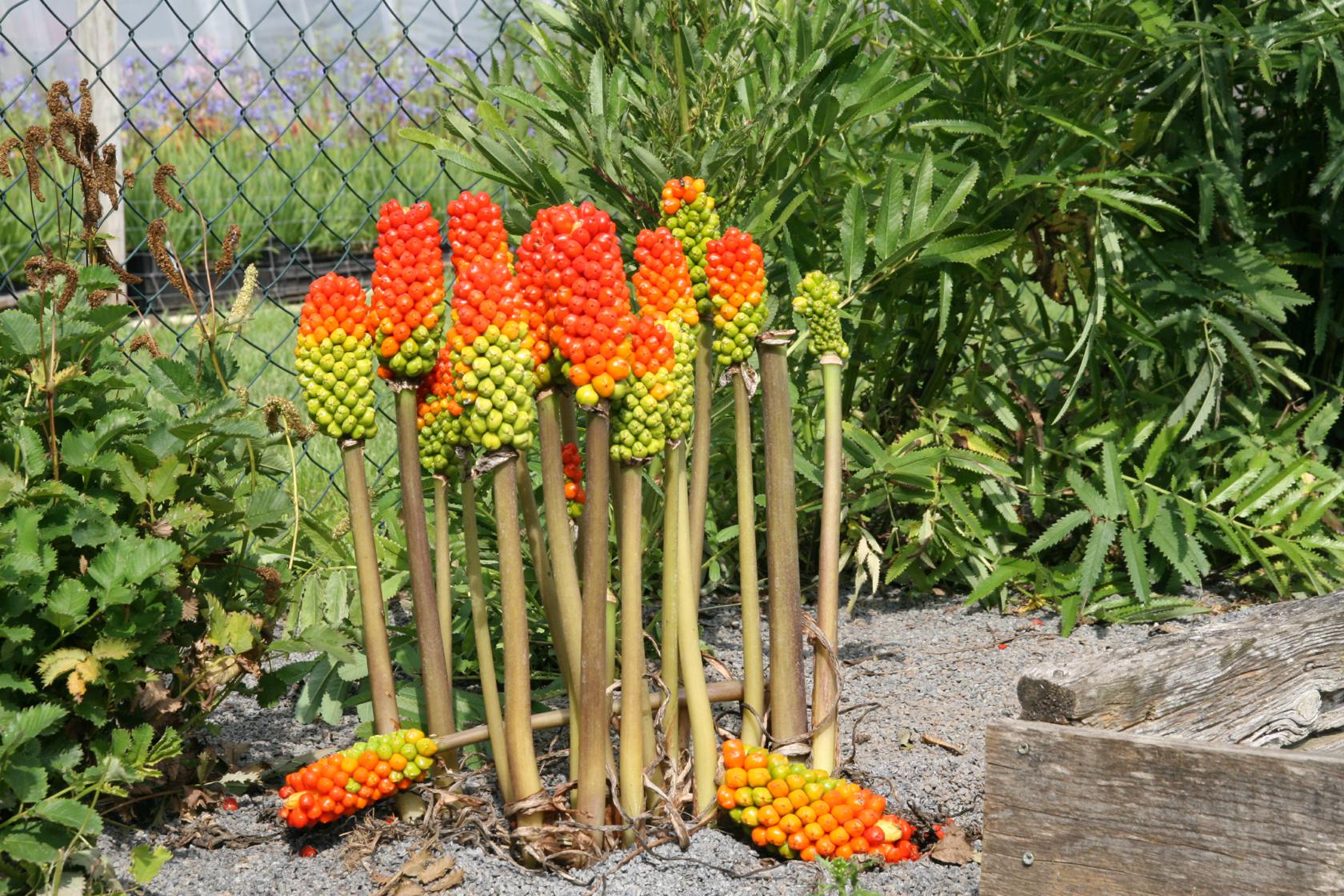 Arum maculatum