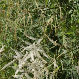 Aruncus dioicus 'Whirlwind'