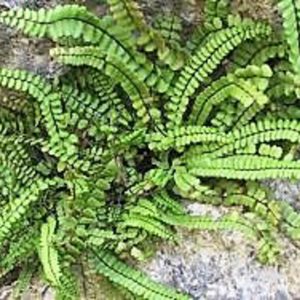 Asplenium trichomanes