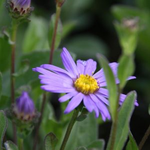 Aster amellus 'Glücksfund'
