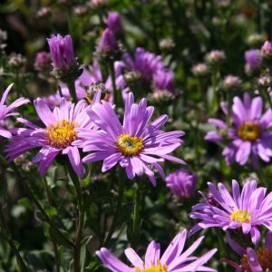Aster amellus 'Rosa Erfüllung'