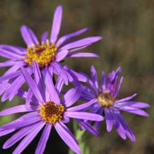 Aster amellus 'Blue King'