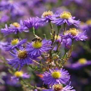 Aster novi-belgii 'Dauerblau'