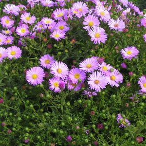 Aster dumosus 'Herbstgruß v.Bresserhof'