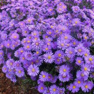 Aster dumosus 'Blaue Lagune'