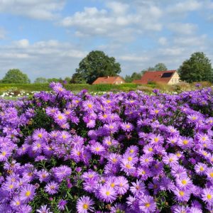 Aster dumosus 'Lady in Blue'