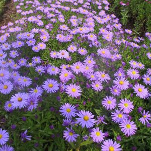 Aster dumosus 'Prof.Anton Kippenberg'