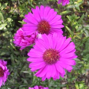 Aster dumosus 'Starlight'