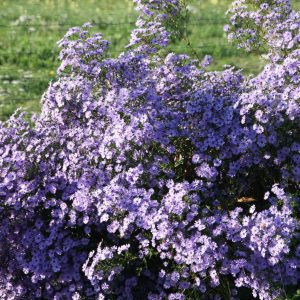 Aster cordifolius 'Little Carlow'